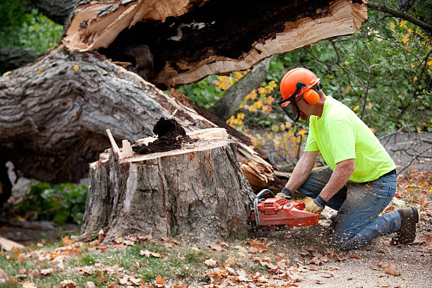 How Our Tree Care Process Works  in  Belmont, CA